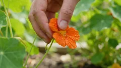 Questo fiore del giardino è commestibile ed è davvero delizioso.