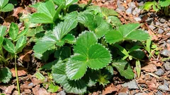 Come moltiplicare le piante di fragole senza trapianti e con quasi il 100% di attecchimento