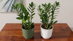Perché la zamioculcas non produce nuove foglie? Ecco cosa la frena davvero